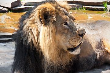 Image showing Lion