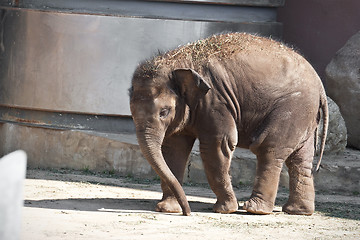 Image showing Elephant