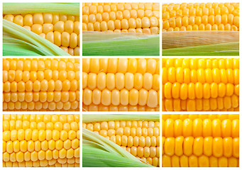 Image showing Corn