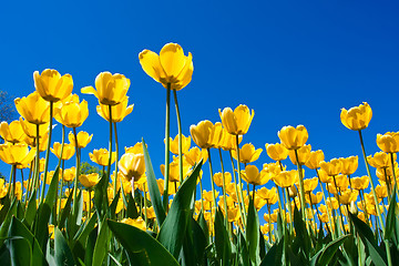 Image showing Tulip flowers