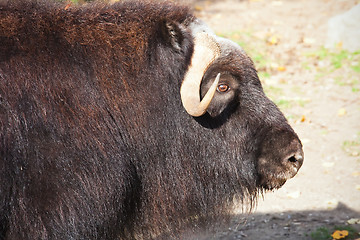 Image showing Muskox