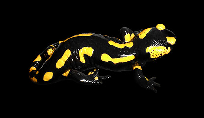 Image showing fire salamander