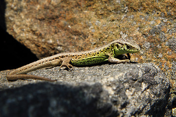 Image showing small lizard on the rock 