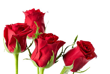 Image showing red roses