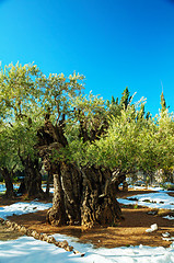 Image showing Gethsemane garden in Jerusalem