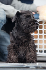 Image showing Miniature schnauzer 