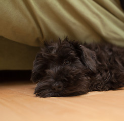 Image showing Black dog is laying on the floor