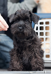 Image showing Miniature schnauzer 