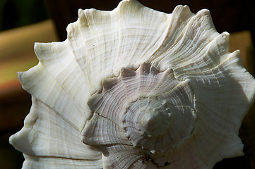 Image showing conch sea shell