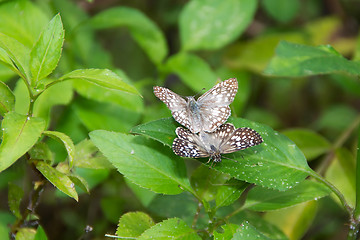 Image showing White and brown butterfly mating