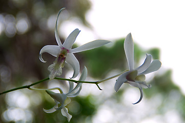 Image showing white orchids in bloom