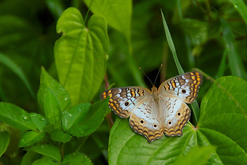 Image showing White peacock butterfly 