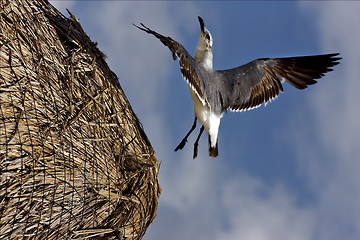 Image showing  black  sea gull flying in straw