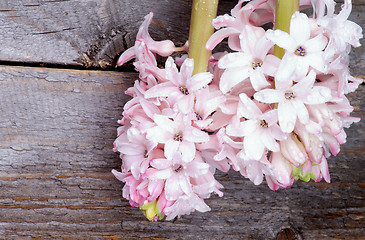 Image showing Pink Hyacinths