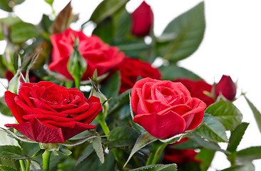 Image showing red roses