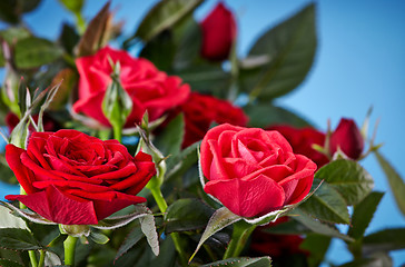 Image showing red roses