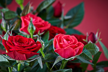 Image showing red roses