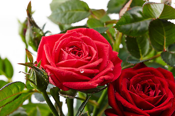 Image showing red roses