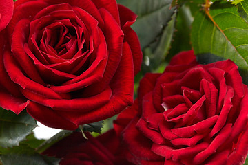 Image showing red roses