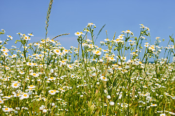 Image showing Rapid flowering of Eastern daisy fleabane plants