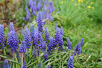 Image showing muscari flowers