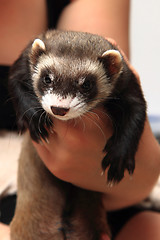 Image showing small ferret in the human hands