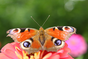 Image showing emperor butterfly 