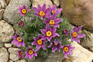 Image showing pasqueflower