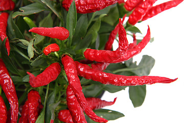 Image showing chili plant (red hot spice)