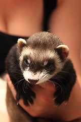 Image showing small ferret in the human hands