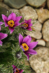 Image showing pasqueflower