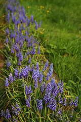 Image showing muscari flowers