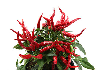 Image showing chili plant (red hot spice)