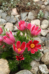 Image showing pasqueflower