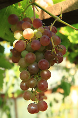 Image showing red grapes 