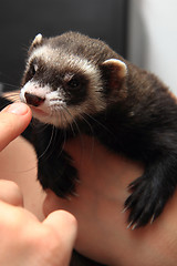 Image showing small ferret in the human hands