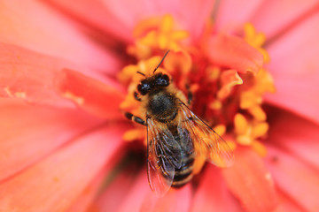 Image showing bee and orange flower 