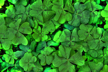 Image showing four leaf background