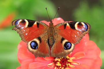 Image showing emperor butterfly 