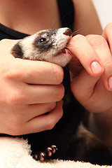 Image showing small ferret in the human hands