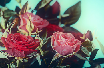 Image showing red roses