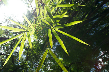 Image showing bamboo leaves with sun