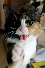 Image showing calico cat mouth open paw out