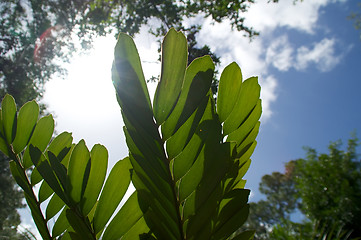 Image showing cardboard palm or coontie plant under sun
