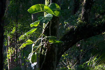 Image showing wild philodendron on oak tree