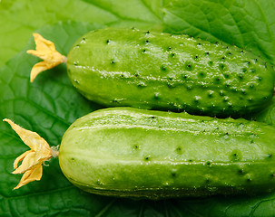 Image showing Two fresh cucumber