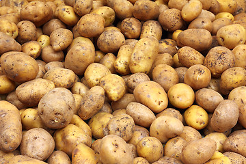 Image showing lot of potatoes