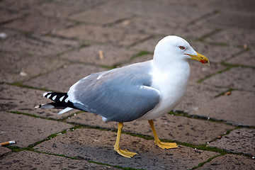 Image showing big seagull