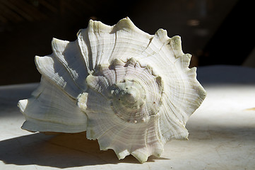 Image showing larch conch shell outside