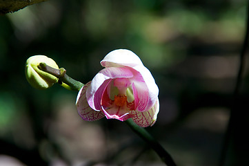 Image showing Pink orchid beginning to bloom